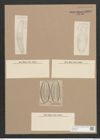Amphora fusca A. Schm. (de-Toni-Nr.: Genus 36, Species 1664) Zeichnungen Sammlung Grunow Nr. 3187 (NHMW-BOT-W0370634)